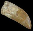 Serrated Carcharodontosaurus Tooth - No Tip Wear! #52472-1